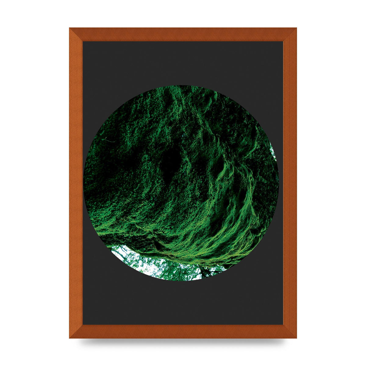Black Back Green Plant Disc Series Four Art For The Home - A3 framed