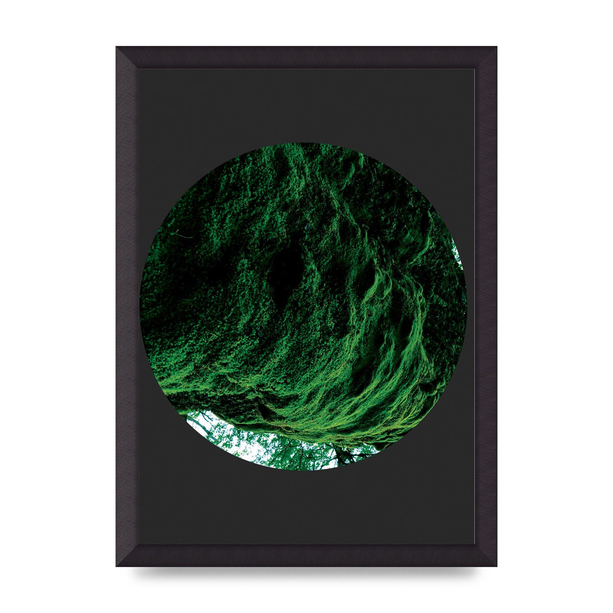 Black Back Green Plant Disc Series Four Art For The Home - A3 framed