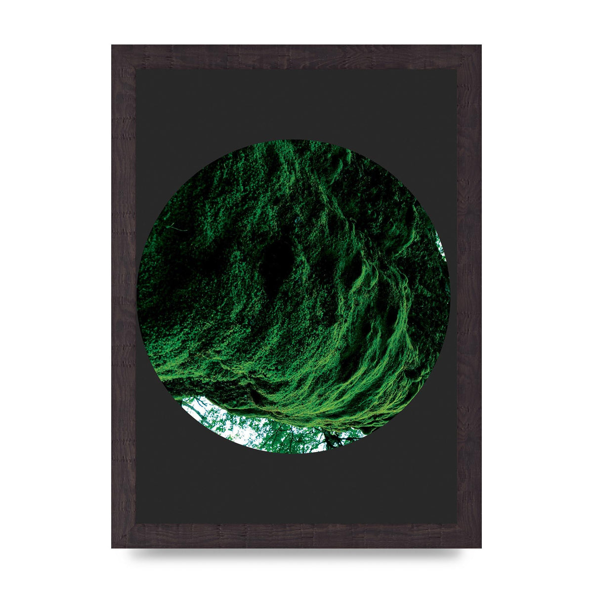 Black Back Green Plant Disc Series Four Art For The Home - A4 framed