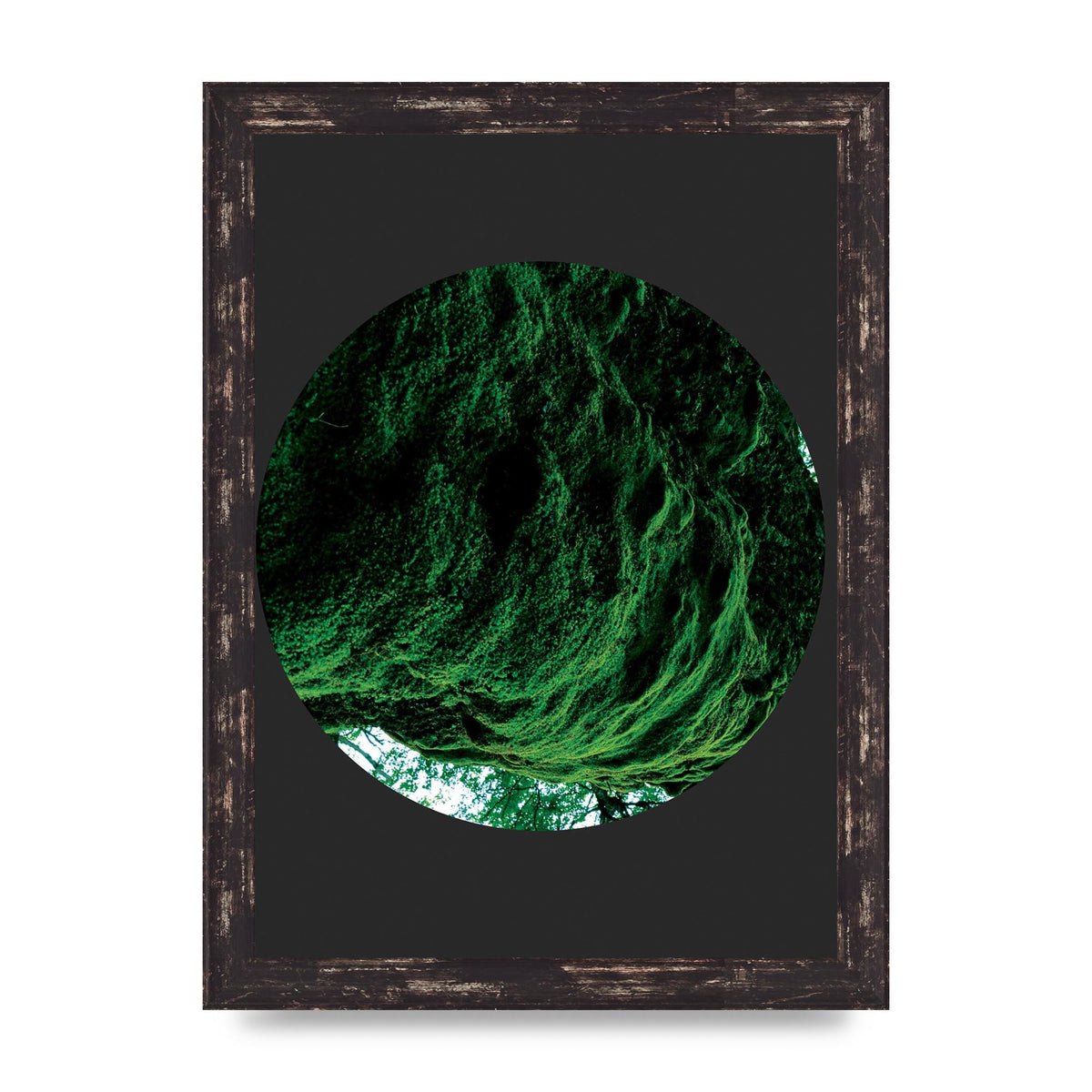 Black Back Green Plant Disc Series Four Art For The Home - A4 framed