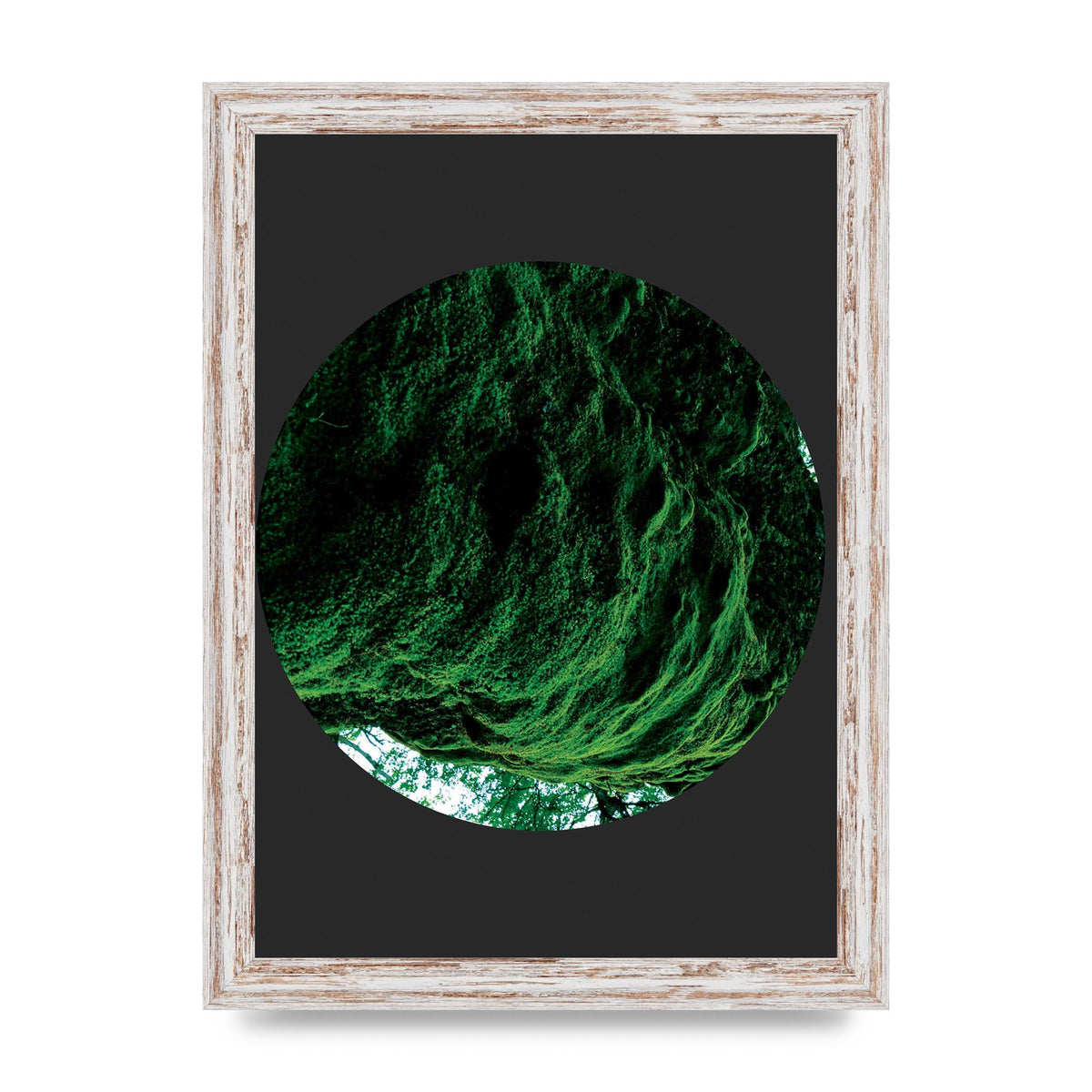 Black Back Green Plant Disc Series Four Art For The Home - A4 framed
