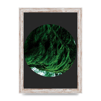 Black Back Green Plant Disc Series Four Art For The Home - A4 framed