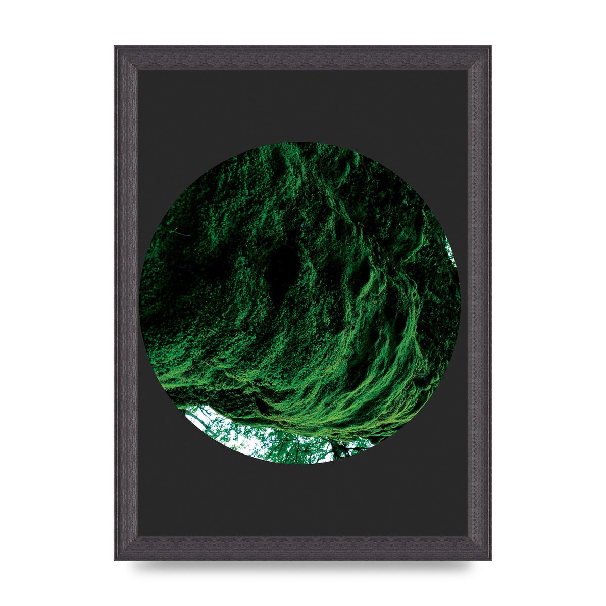 Black Back Green Plant Disc Series Four Art For The Home - A4 framed