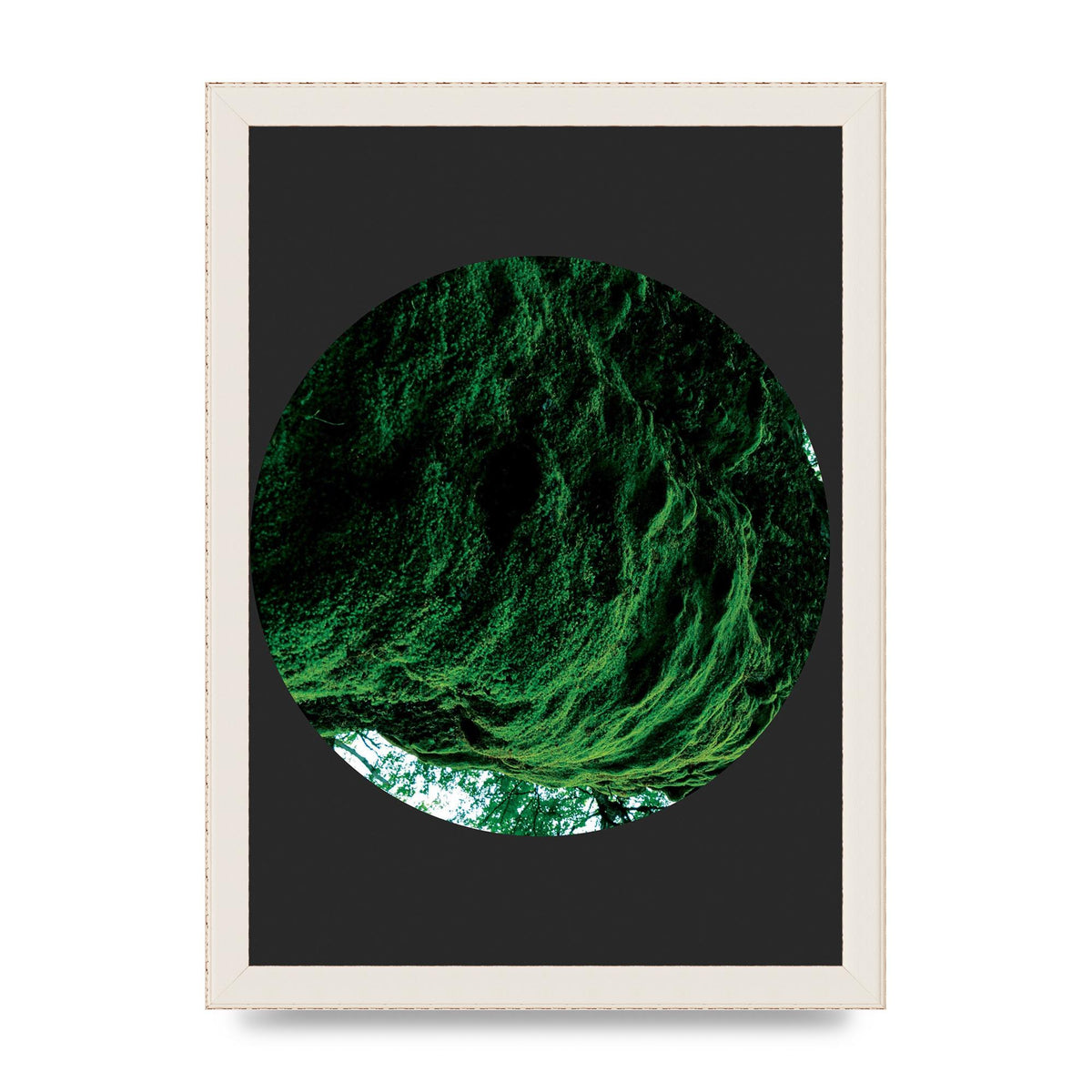 Black Back Green Plant Disc Series Four Art For The Home - A4 framed
