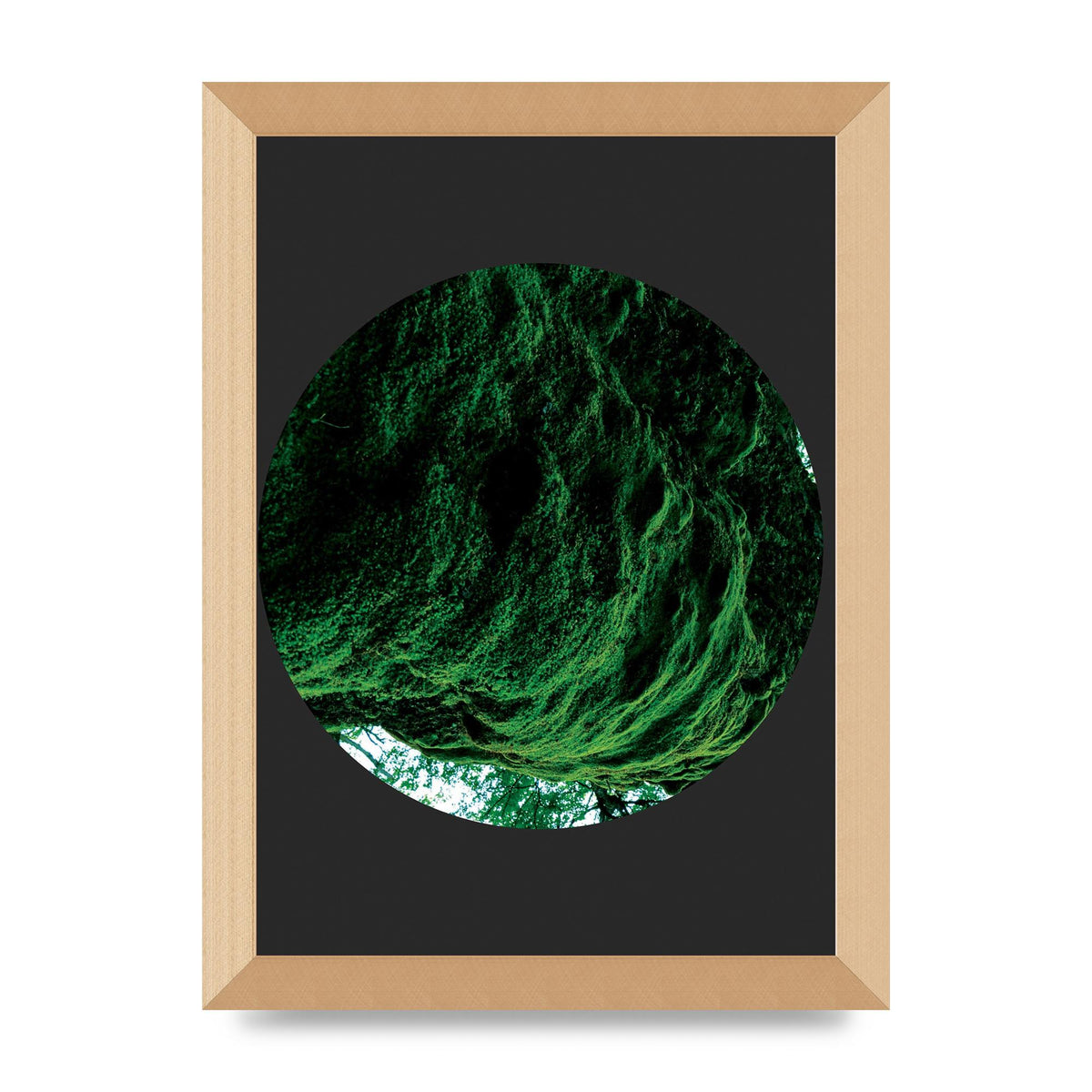Black Back Green Plant Disc Series Four Art For The Home - A4 framed