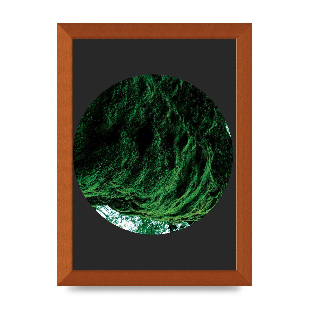 Black Back Green Plant Disc Series Four Art For The Home - A4 framed