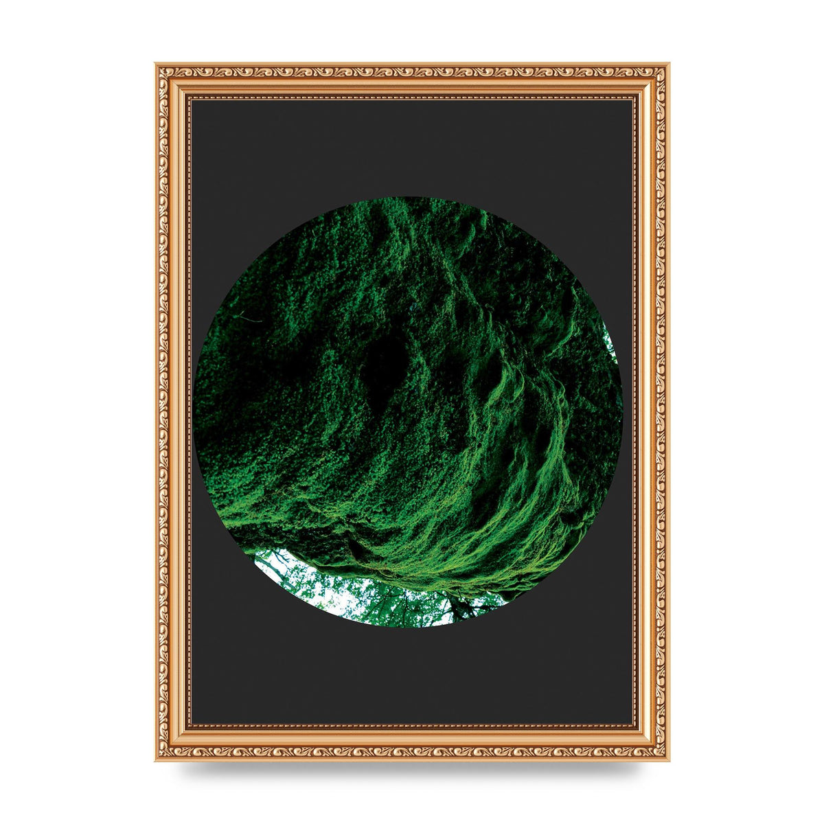 Black Back Green Plant Disc Series Four Art For The Home - A4 framed