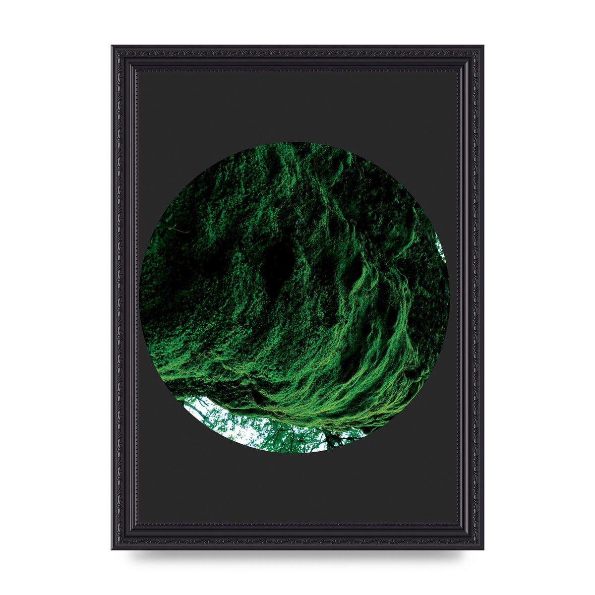 Black Back Green Plant Disc Series Four Art For The Home - A4 framed