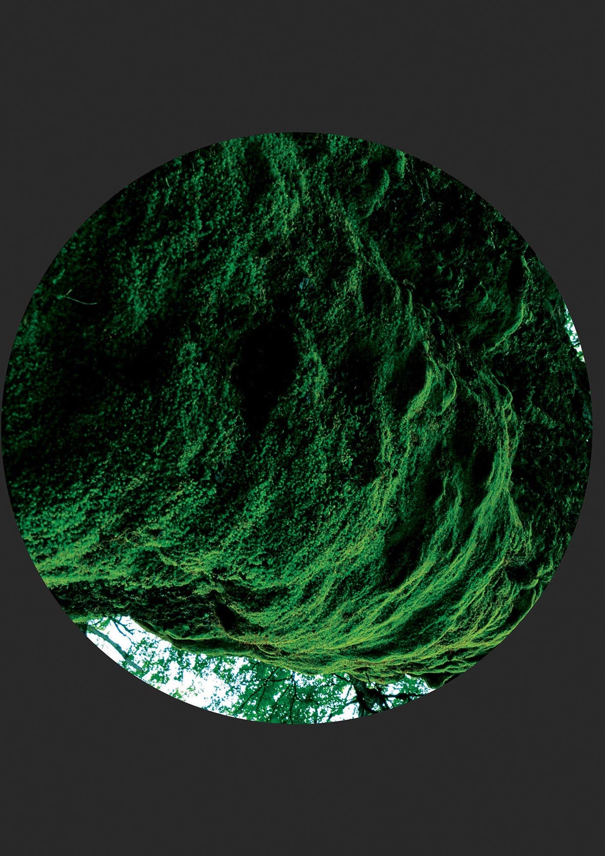 Black Back Green Plant Disc Series Four Art For The Home - detail