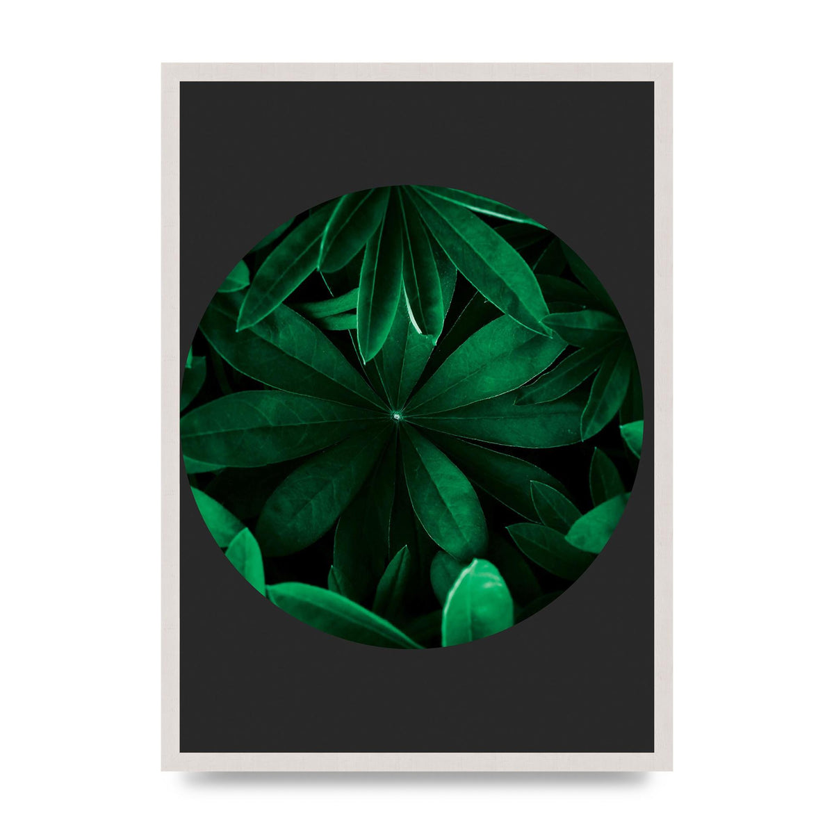 Black Back Green Plant Disc Series Five Printed Poster - A2 framed