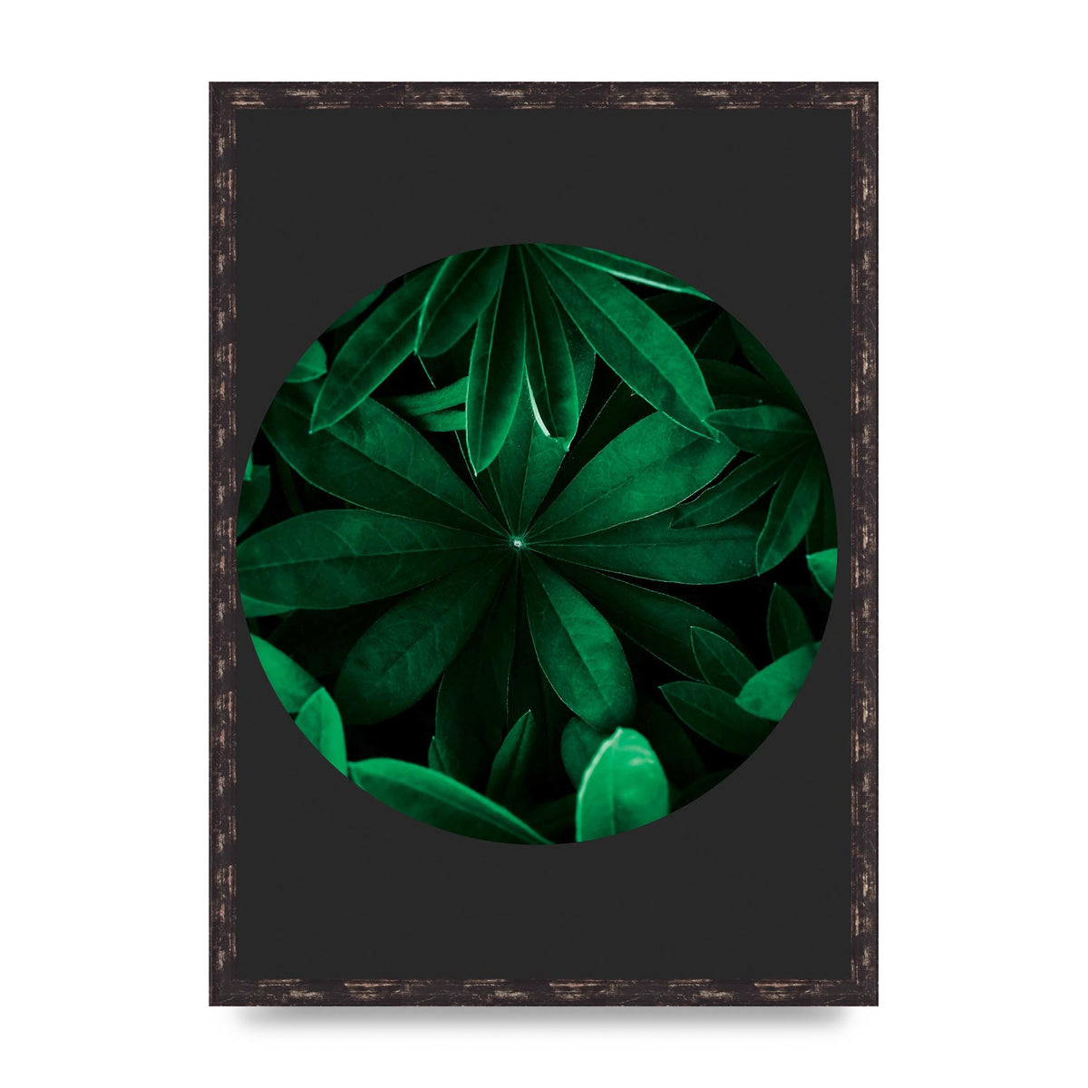 Black Back Green Plant Disc Series Five Printed Poster - A2 framed