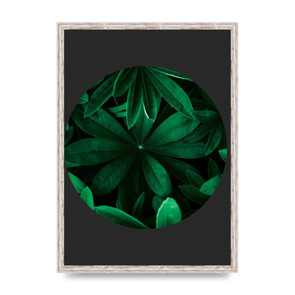 Black Back Green Plant Disc Series Five Printed Poster - A2 framed