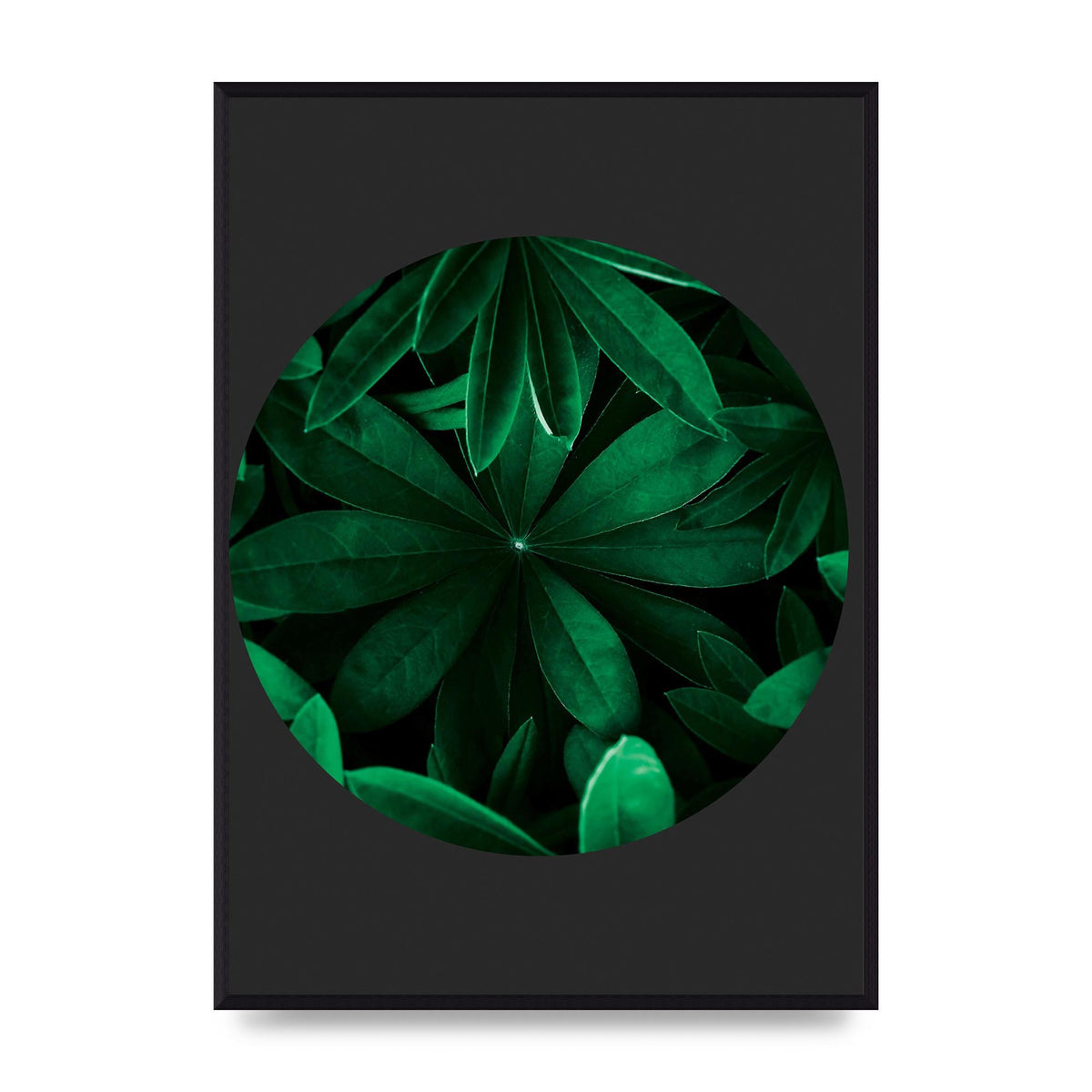 Black Back Green Plant Disc Series Five Printed Poster - A2 framed