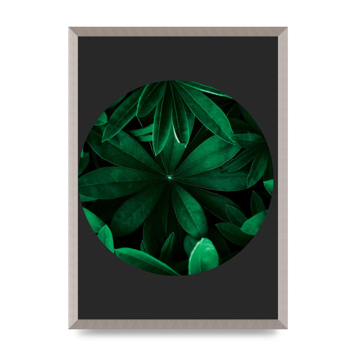 Black Back Green Plant Disc Series Five Printed Poster - A2 framed