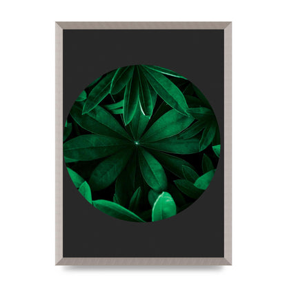Black Back Green Plant Disc Series Five Printed Poster - A2 framed