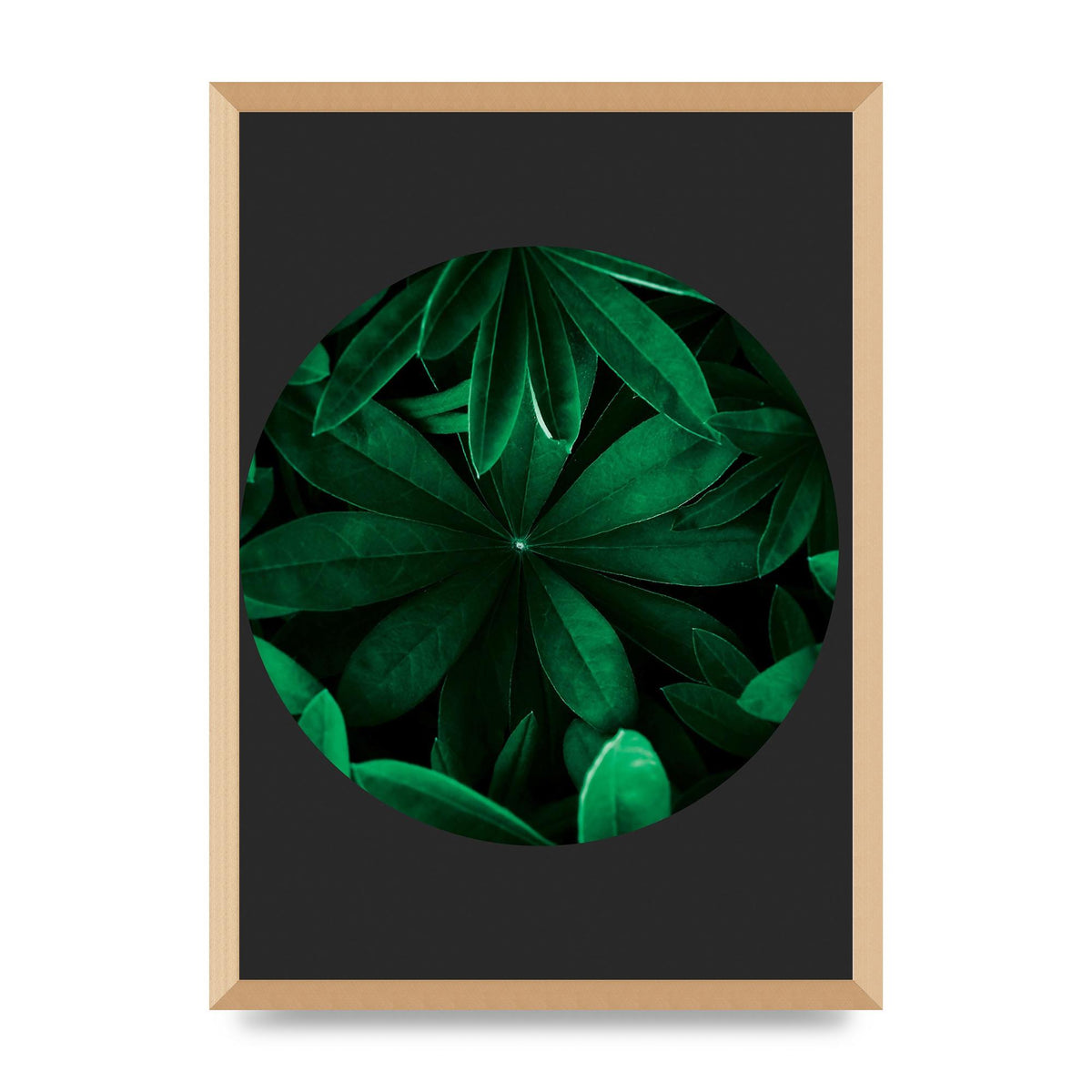 Black Back Green Plant Disc Series Five Printed Poster - A2 framed