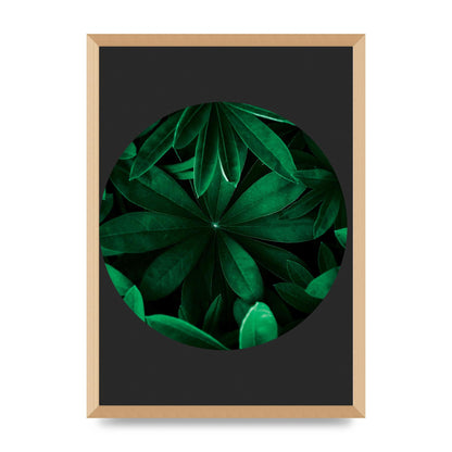 Black Back Green Plant Disc Series Five Printed Poster - A2 framed