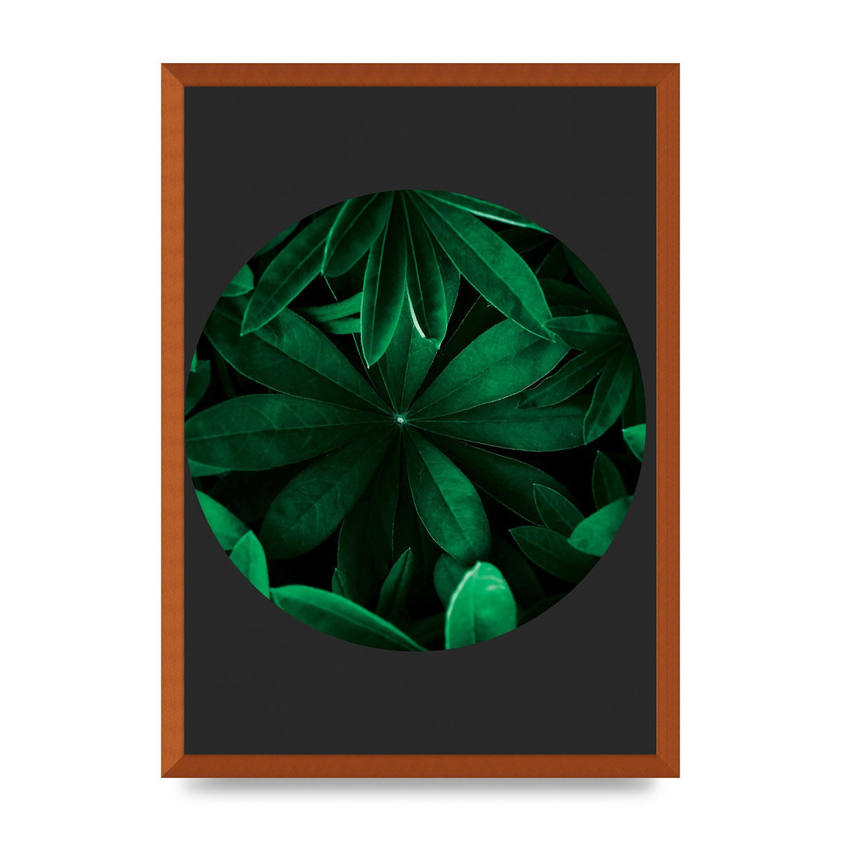 Black Back Green Plant Disc Series Five Printed Poster - A2 framed