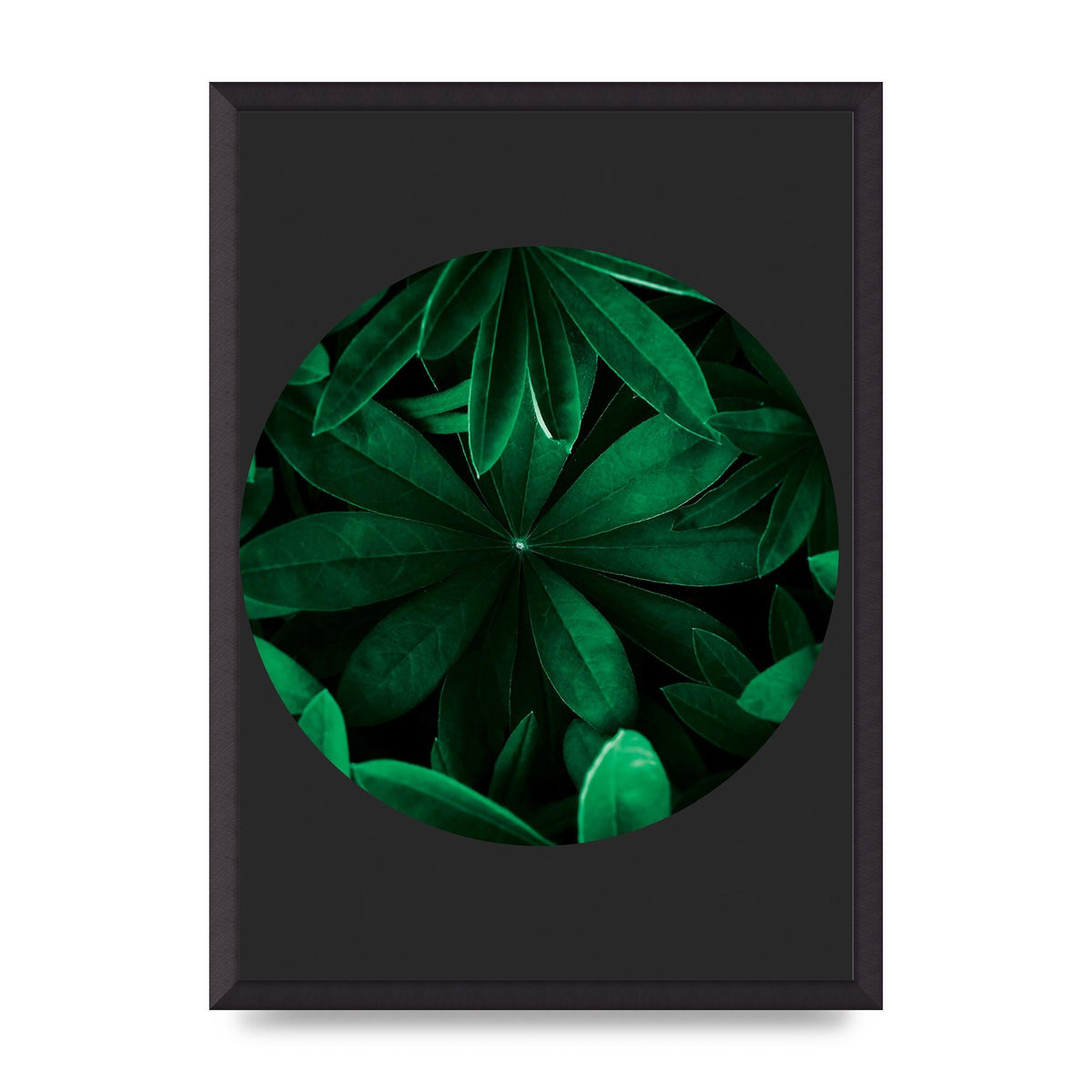 Black Back Green Plant Disc Series Five Printed Poster - A2 framed