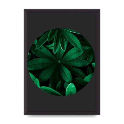 Black Back Green Plant Disc Series Five Printed Poster - A2 framed