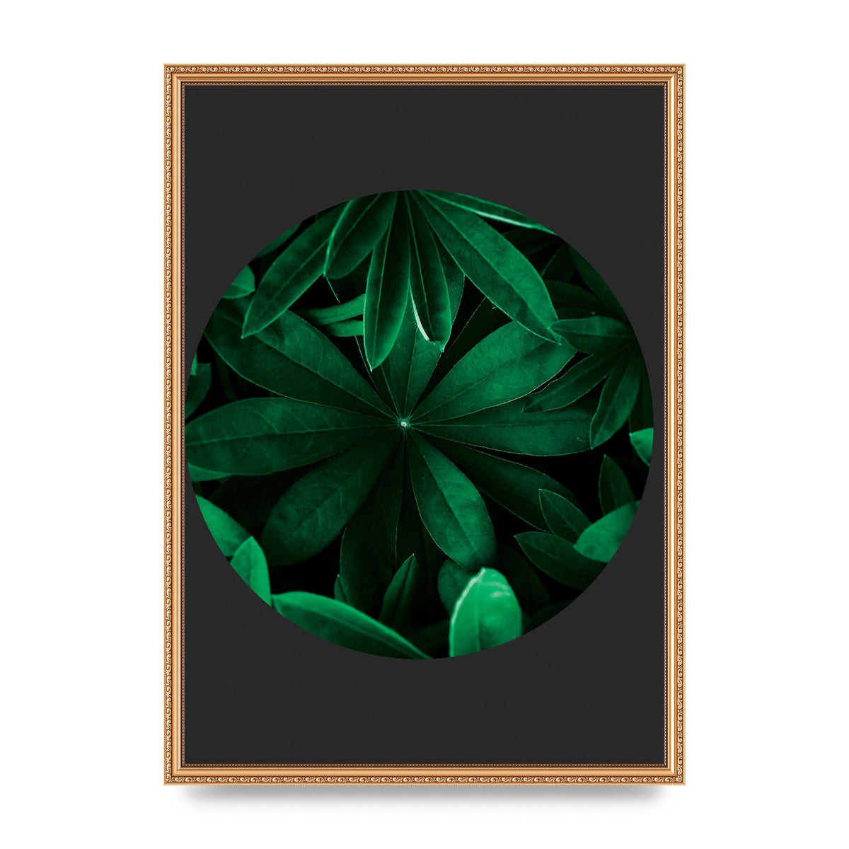 Black Back Green Plant Disc Series Five Printed Poster - A2 framed