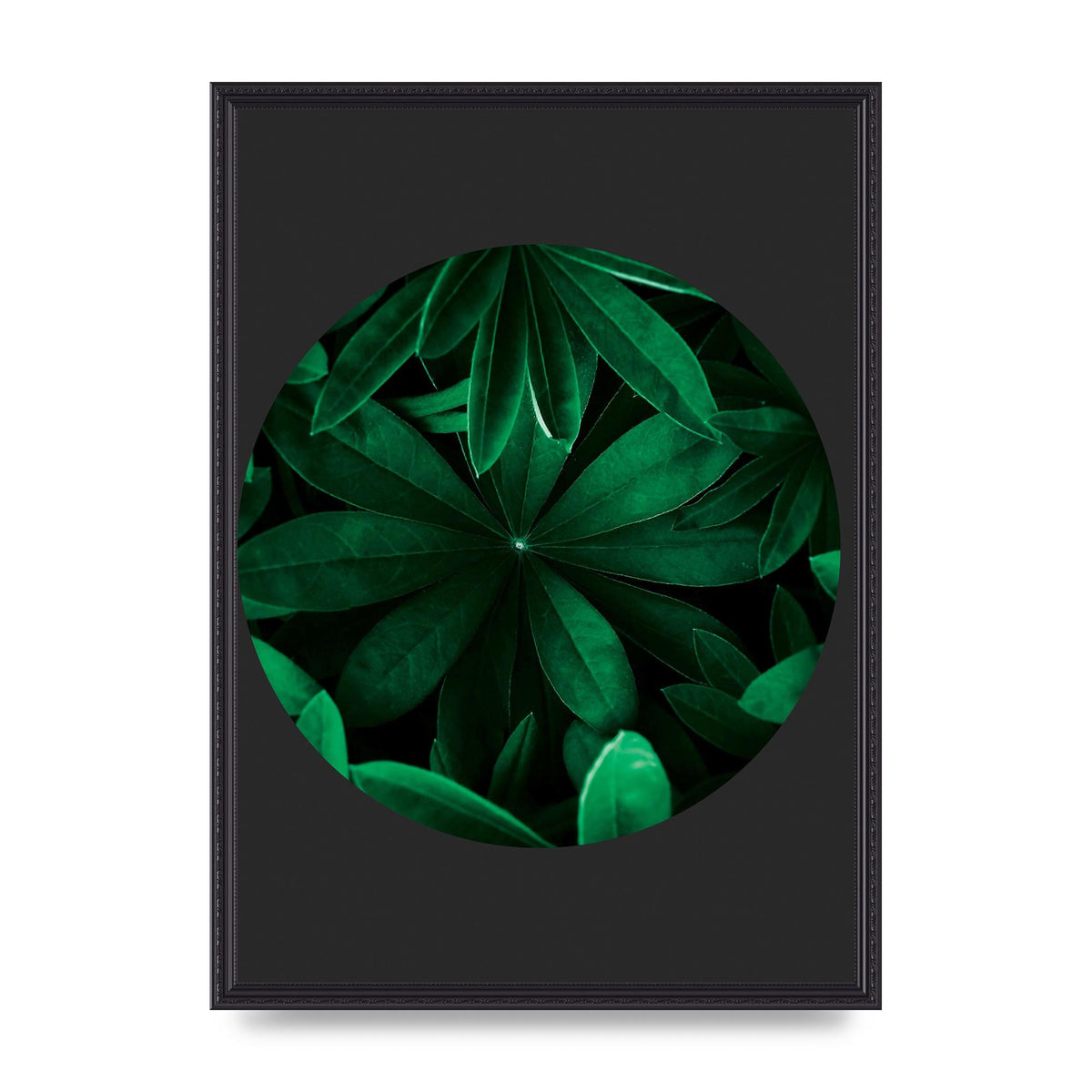 Black Back Green Plant Disc Series Five Printed Poster - A2 framed