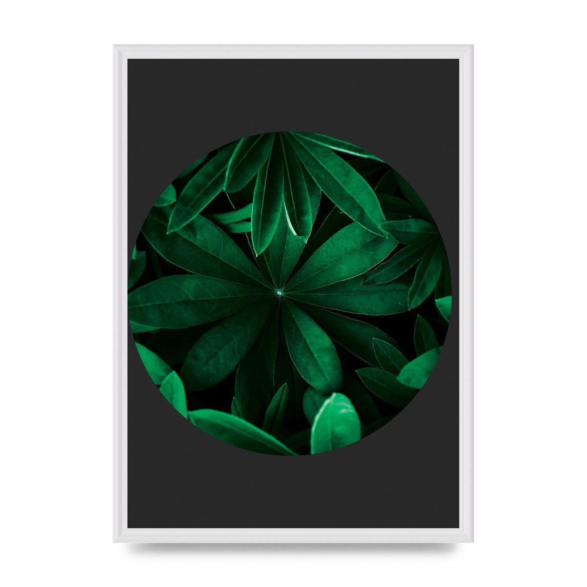 Black Back Green Plant Disc Series Five Printed Poster - A2 framed