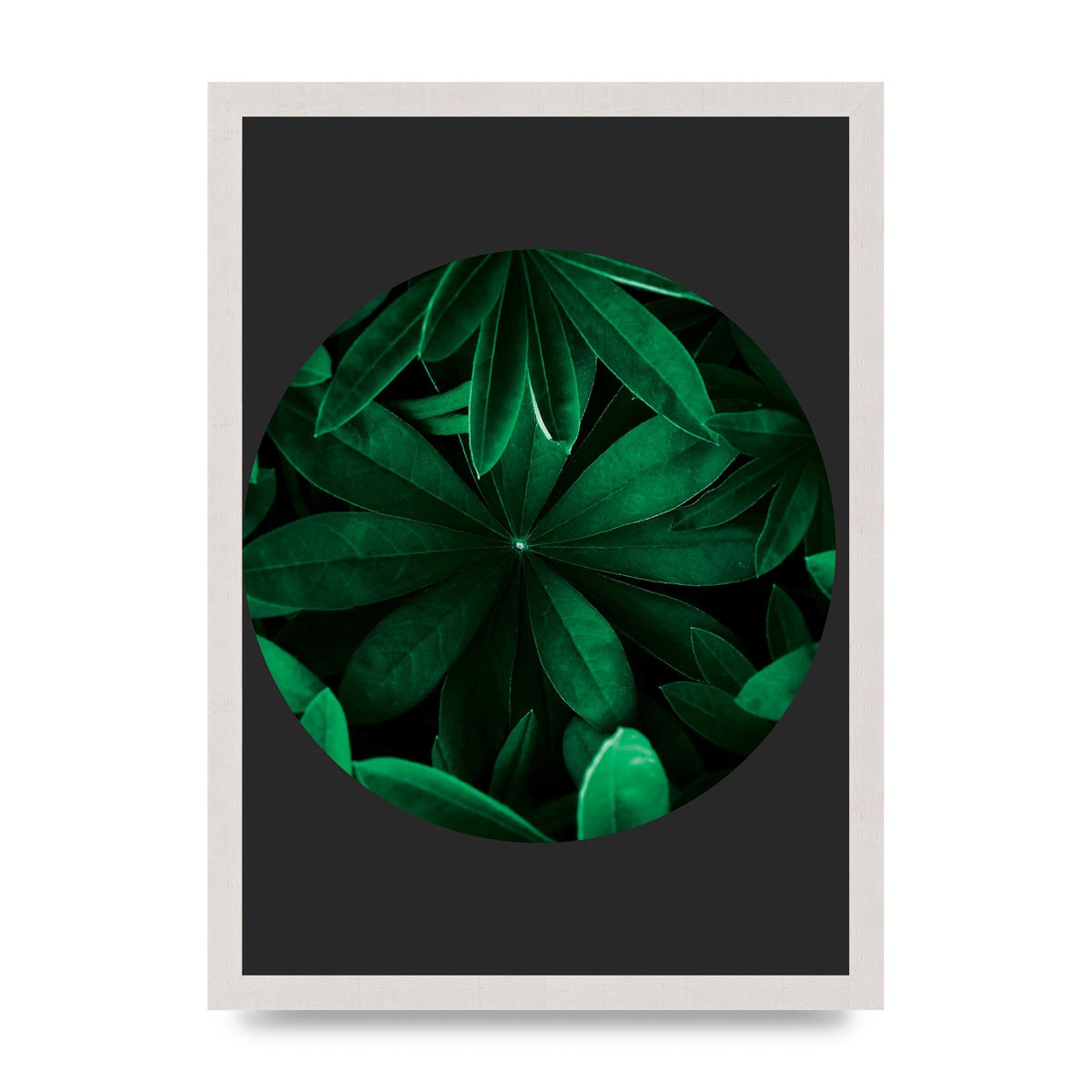 Black Back Green Plant Disc Series Five Printed Poster - A3 framed