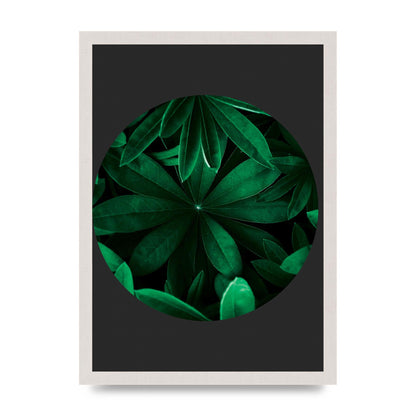 Black Back Green Plant Disc Series Five Printed Poster - A3 framed