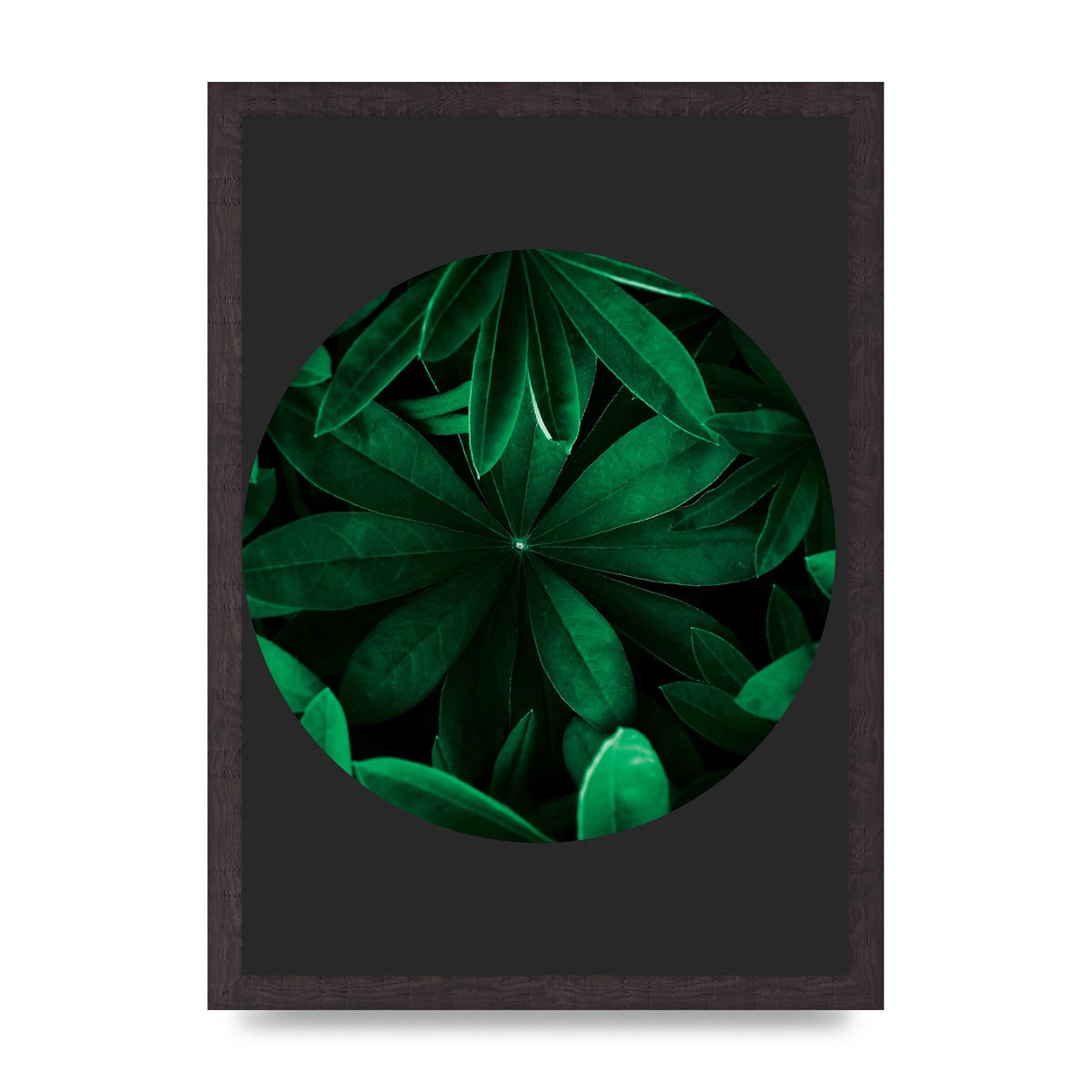 Black Back Green Plant Disc Series Five Printed Poster - A3 framed