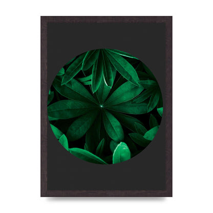 Black Back Green Plant Disc Series Five Printed Poster - A3 framed