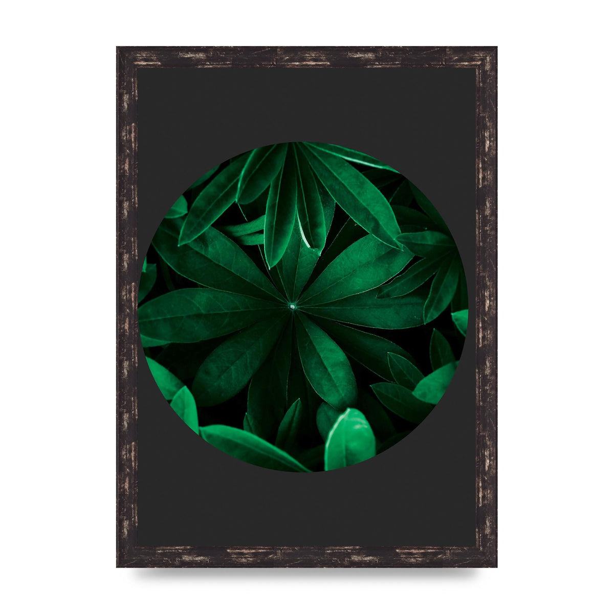 Black Back Green Plant Disc Series Five Printed Poster - A3 framed
