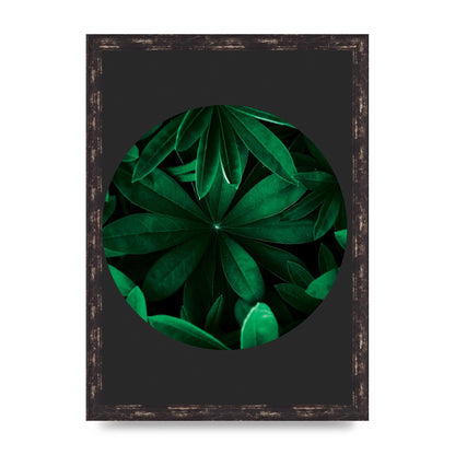 Black Back Green Plant Disc Series Five Printed Poster - A3 framed