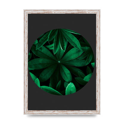 Black Back Green Plant Disc Series Five Printed Poster - A3 framed