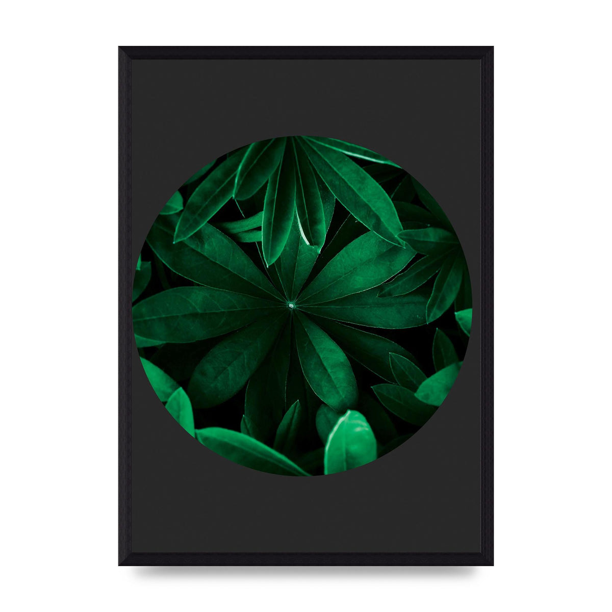 Black Back Green Plant Disc Series Five Printed Poster - A3 framed