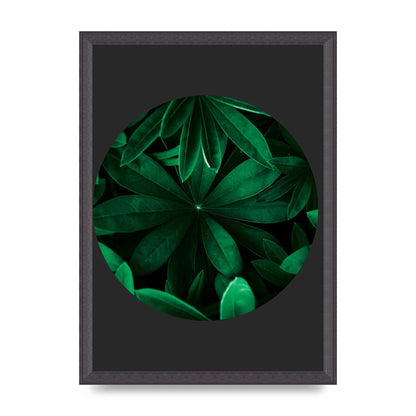 Black Back Green Plant Disc Series Five Printed Poster - A3 framed