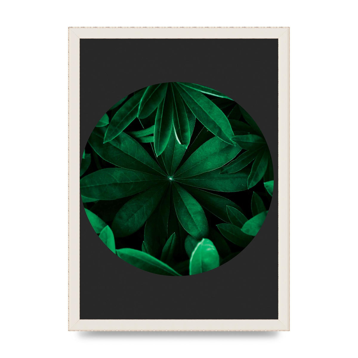 Black Back Green Plant Disc Series Five Printed Poster - A3 framed