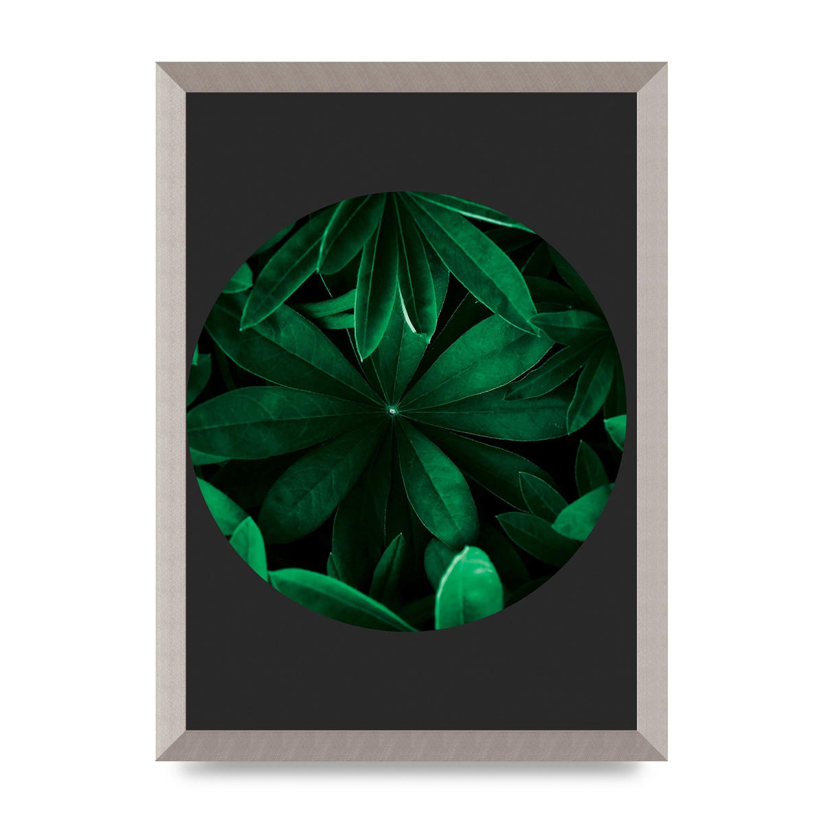Black Back Green Plant Disc Series Five Printed Poster - A3 framed