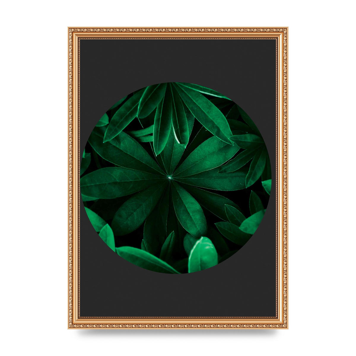 Black Back Green Plant Disc Series Five Printed Poster - A3 framed