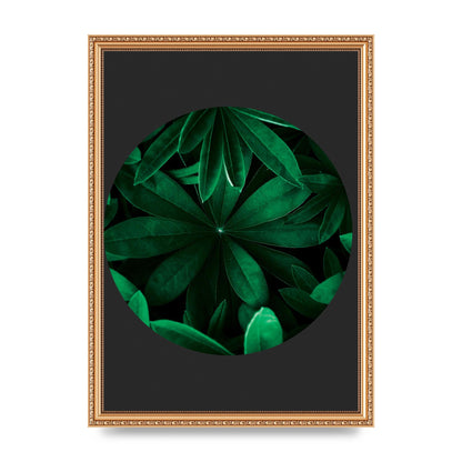 Black Back Green Plant Disc Series Five Printed Poster - A3 framed