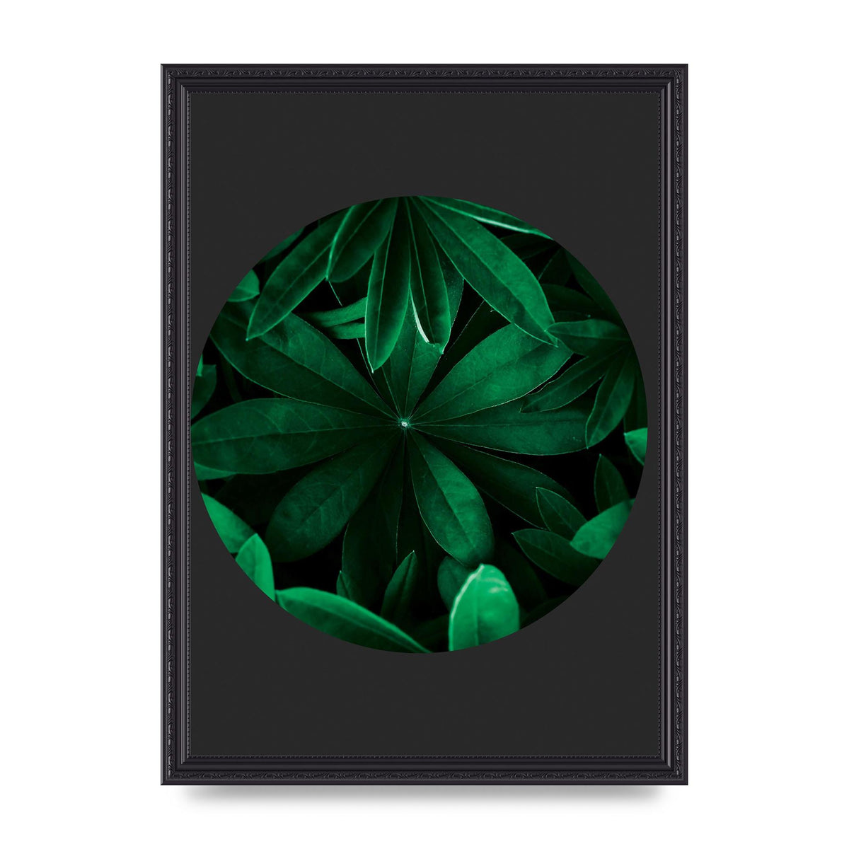 Black Back Green Plant Disc Series Five Printed Poster - A3 framed