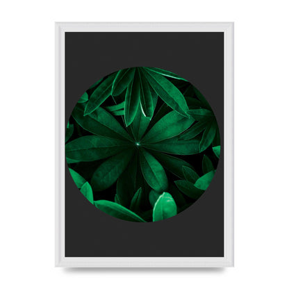 Black Back Green Plant Disc Series Five Printed Poster - A3 framed