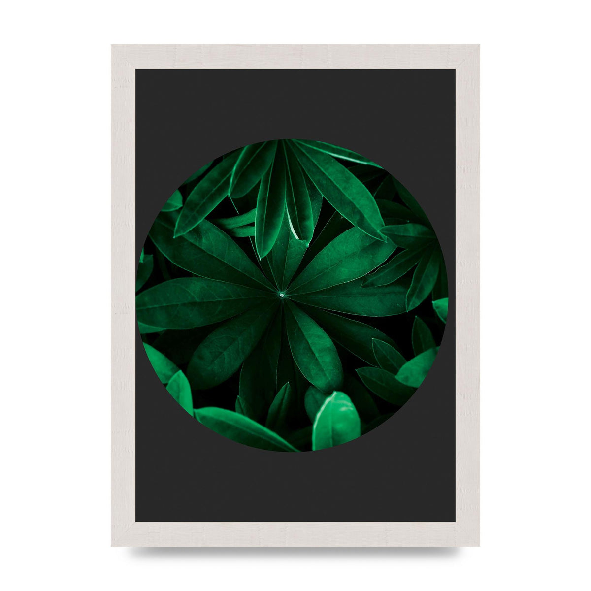 Black Back Green Plant Disc Series Five Printed Poster - A4 framed