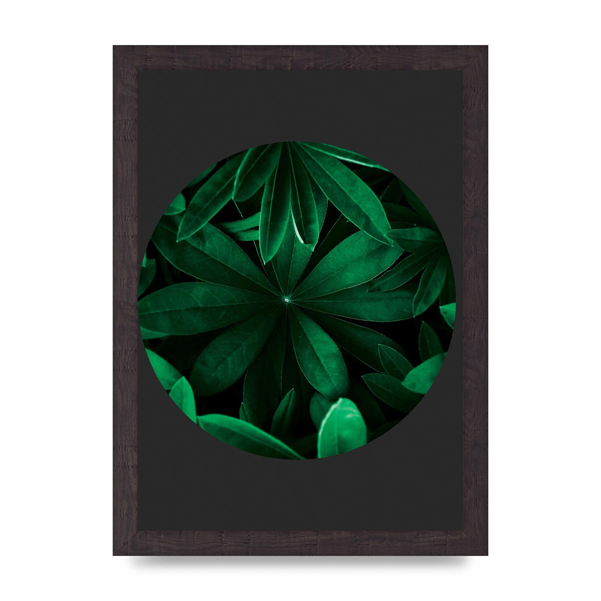 Black Back Green Plant Disc Series Five Printed Poster - A4 framed