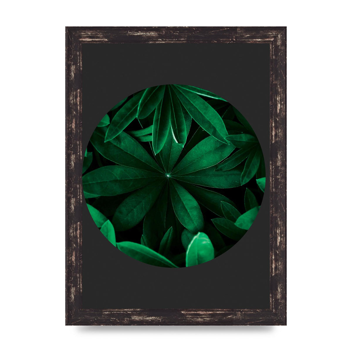 Black Back Green Plant Disc Series Five Printed Poster - A4 framed