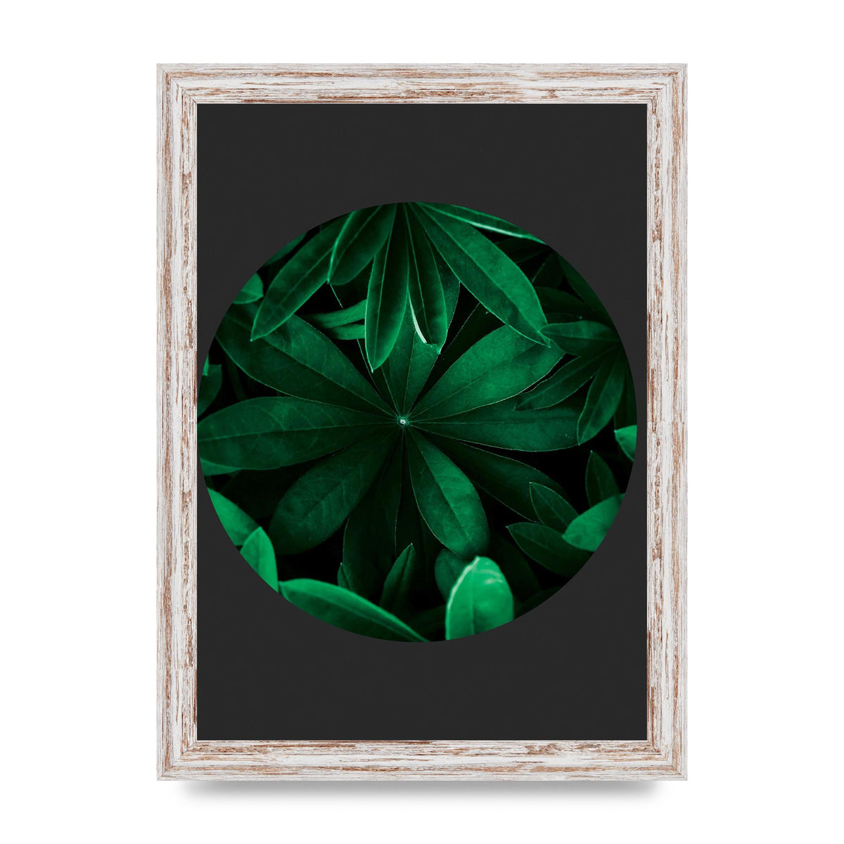 Black Back Green Plant Disc Series Five Printed Poster - A4 framed