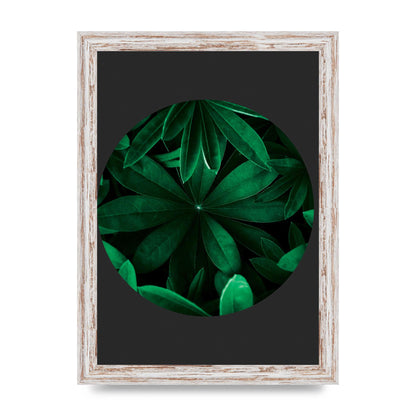 Black Back Green Plant Disc Series Five Printed Poster - A4 framed