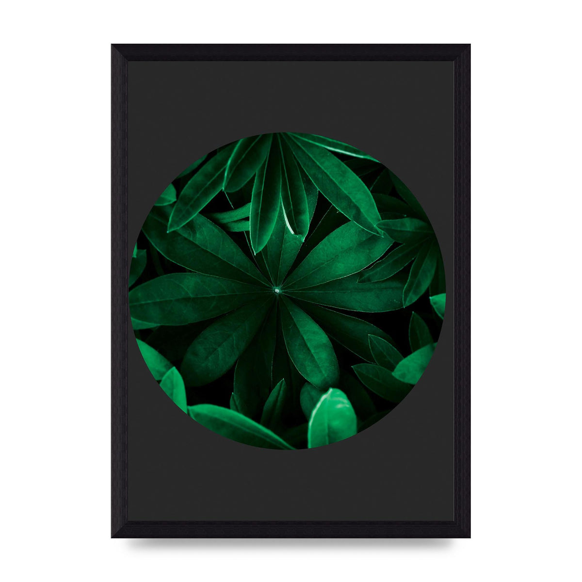 Black Back Green Plant Disc Series Five Printed Poster - A4 framed