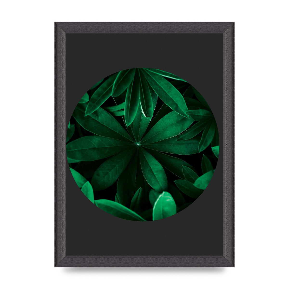 Black Back Green Plant Disc Series Five Printed Poster - A4 framed