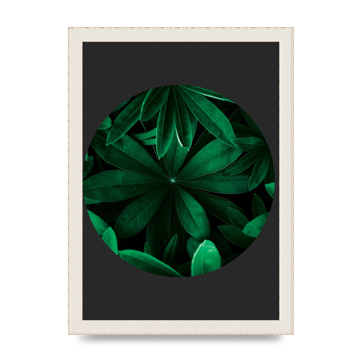 Black Back Green Plant Disc Series Five Printed Poster - A4 framed